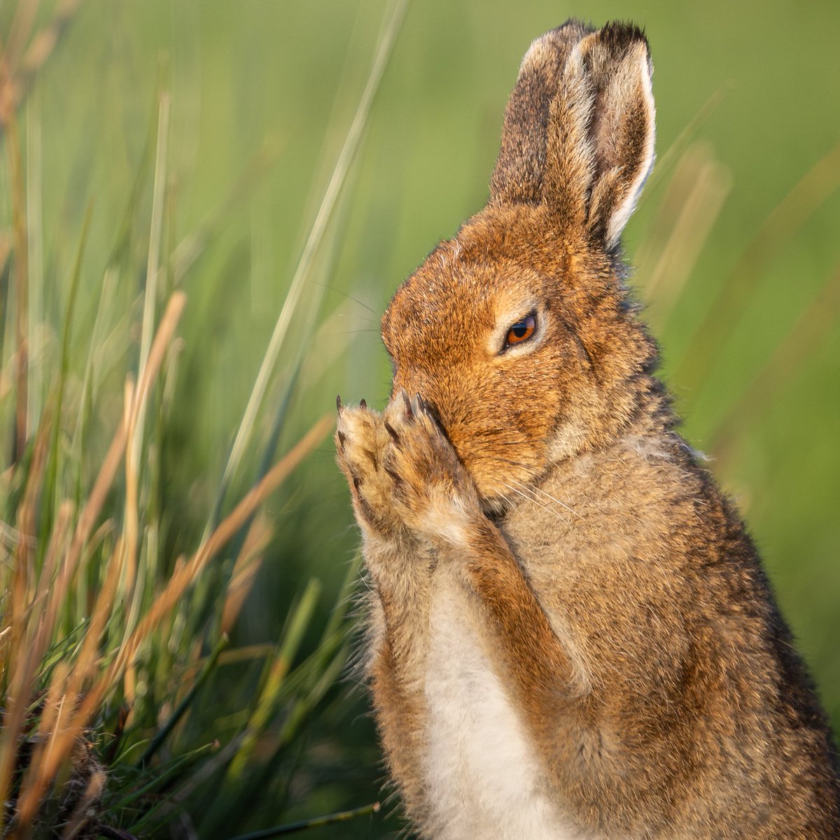 dunbar44's tweet image. The Irish hare, one of Mt favourite to watch/photography. Taken in Co.Antrim