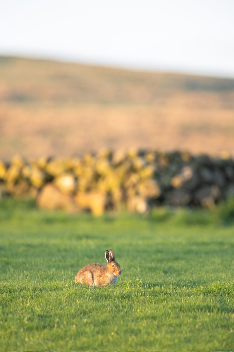 dunbar44's tweet image. The Irish hare, one of Mt favourite to watch/photography. Taken in Co.Antrim