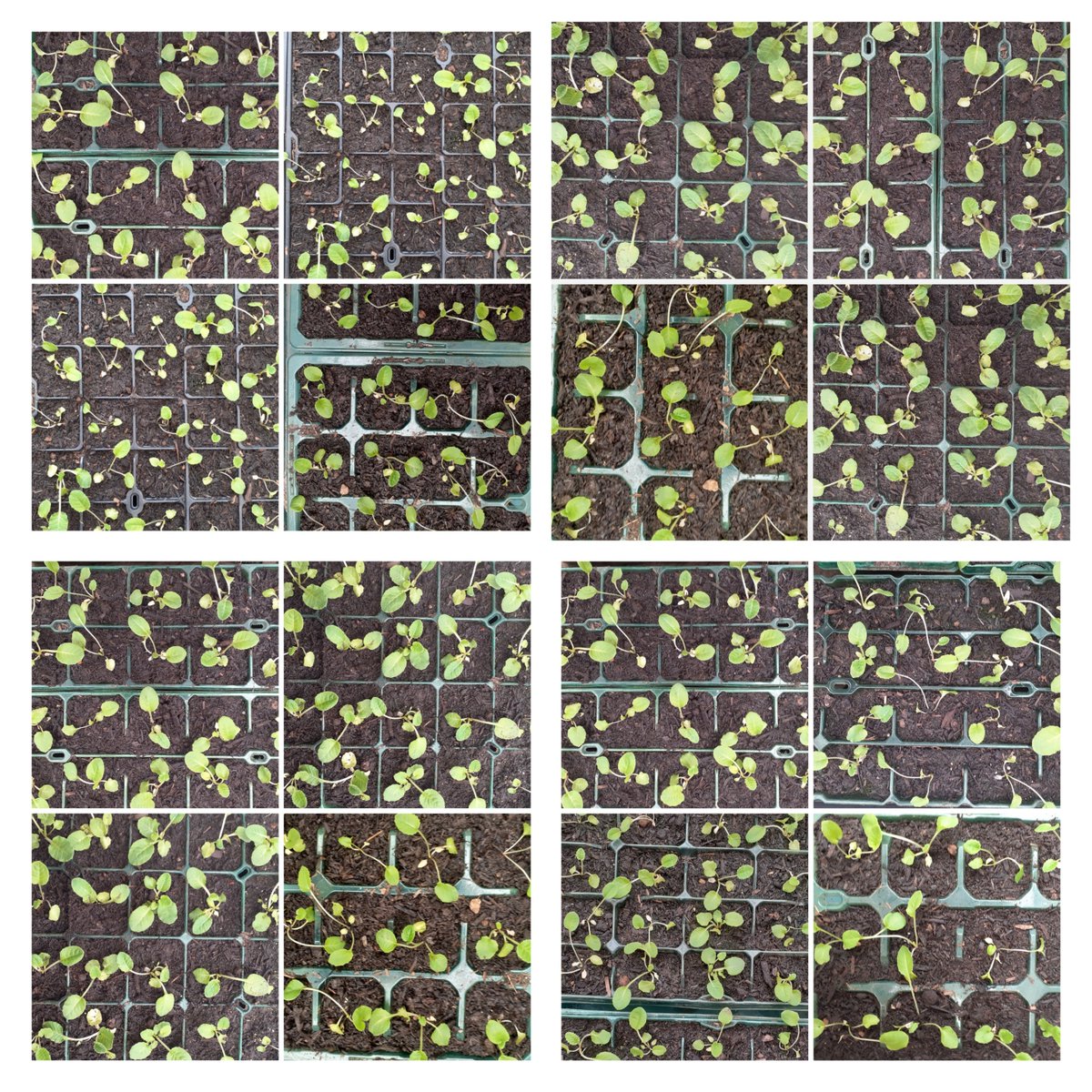 I grow Cowslips from seed. This week I finished pricking out the latest seedlings, so I now have 250 new plants! 🌱🌱🌱
Last year's plants are in full bloom right now! 💛