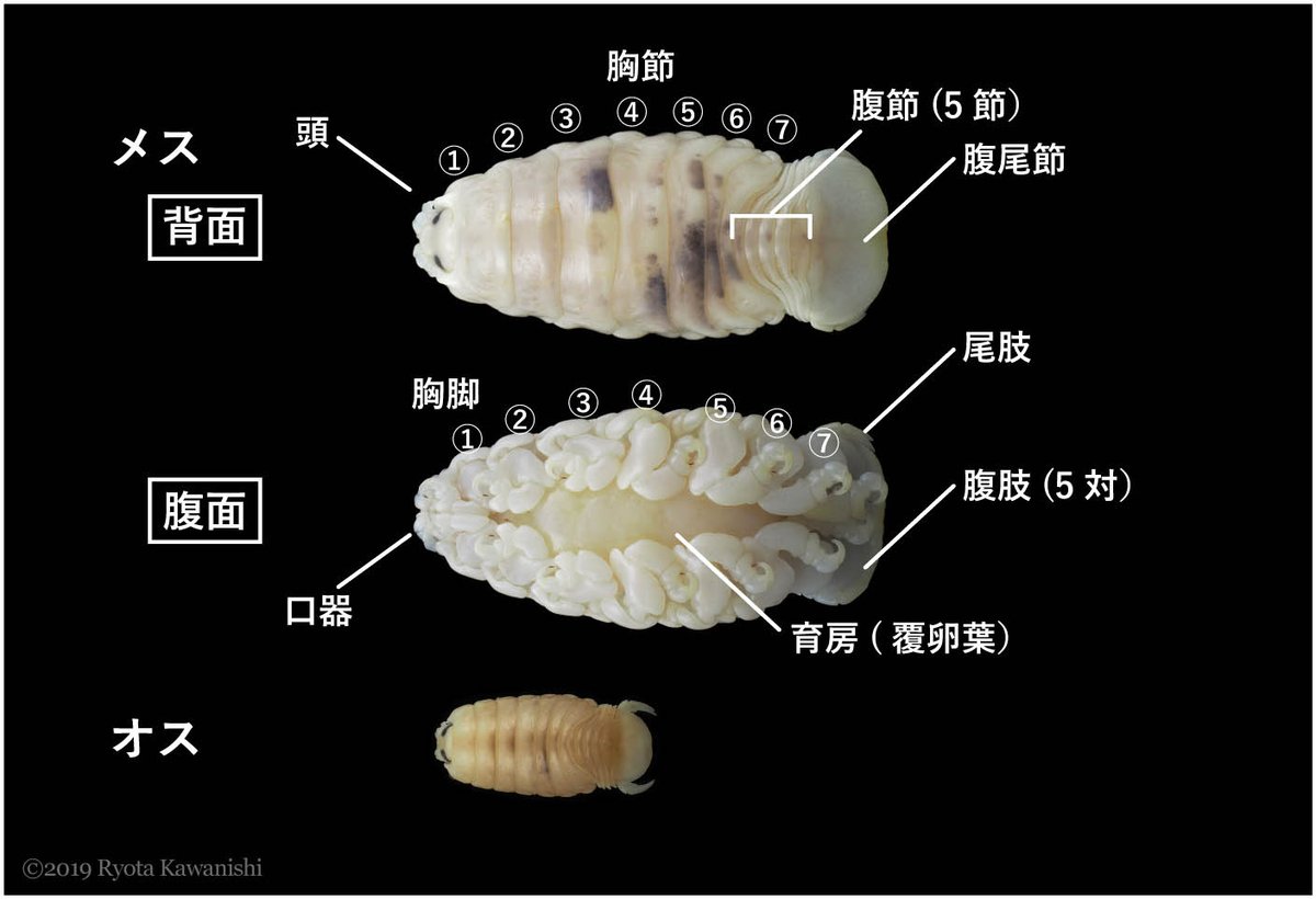 kawa_noe's tweet photo. 【お願い】魚の口やエラ、体表などに寄生して暮らす甲殻類ウオノエの研究をしている者です。釣りや魚採りなどでウオノエらしき生物に出会いましたら、ぜひ情報お寄せください。特に、スーパーで見かけないような魚種に寄生しているウオノエは珍しいことが多いです。 c(((((:}　#ウオノエおるおる https://t.co/MNgTe7HJnX
