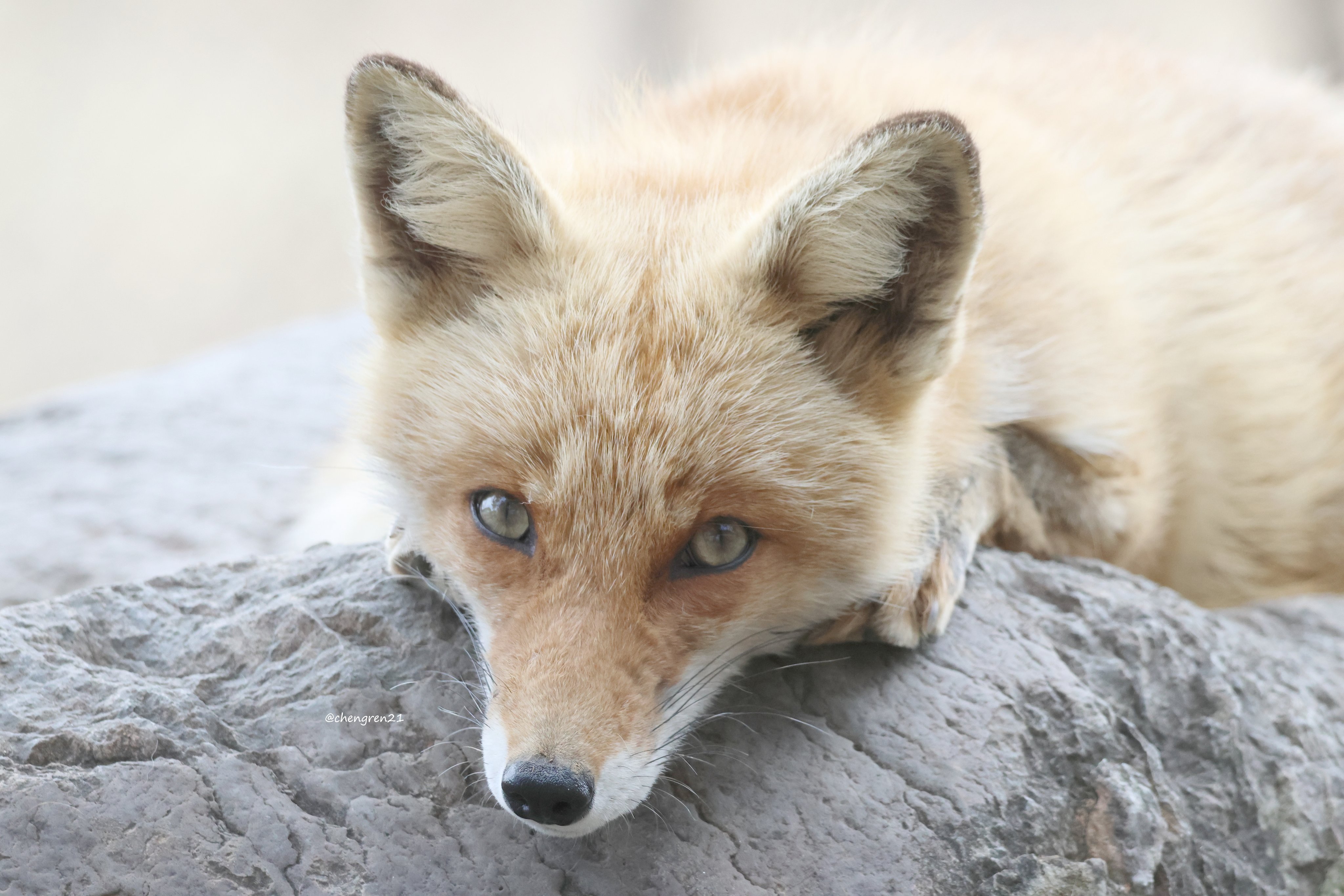 Cheng-Ren🦊🐺 on X: Cheng-Ren🦊🐺 on X: