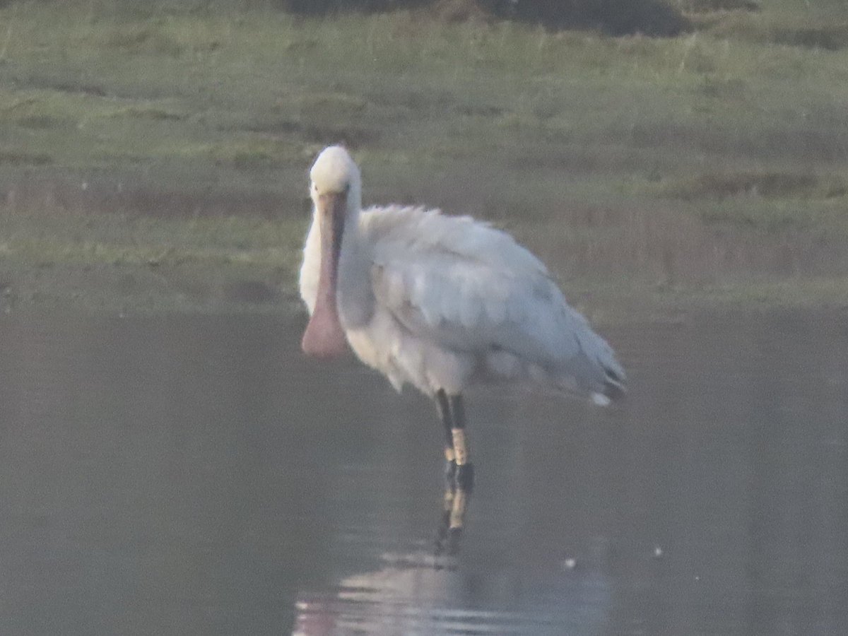 Spoonbill. Stilt Pools Swineham this morning. <a href="/DorsetBirdClub/">Dorset Bird Club</a> <a href="/harbourbirds/">Birds of Poole Harbour</a>