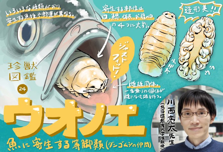 kawa_noe's tweet photo. ウオノエに興味を持たれた方は、よろしければ拙文コラムもどうぞ。
c(((((:} その2 #ウオノエおるおる
https://t.co/mhKSxbHw5z https://t.co/dmYRxnbQ8i