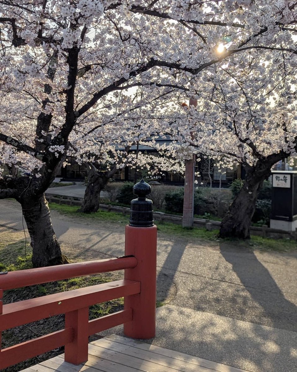 masumi_ym's tweet photo. 弘前の桜は美しかった。次は満開の時に見にいきたい。(4月21日撮影)　#弘前 #弘前さくらまつり #弘前城 #岩木山 https://t.co/kNgsMP4xhs