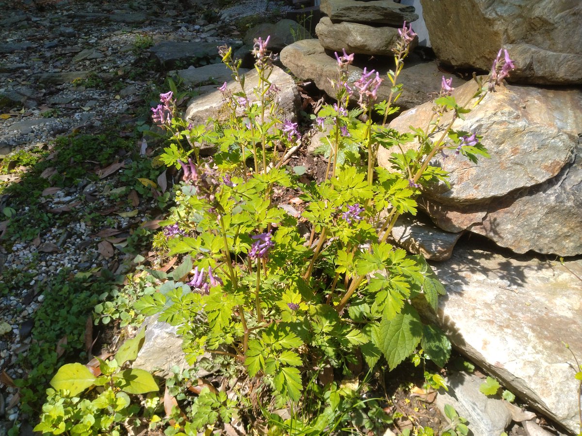春ですね。今年も家の前に自然に生えたクサノオウが開花。そして、去年は咲いてなかったはずの花があったので調べたら2年草のお花でした。