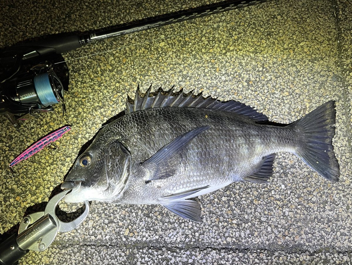 GWスタート、最初の2日間
磯はサラシなし
マズメはビッグベイトでコノちゃんいるも不発
ナイトはマイクロベイトパターンで
激渋シーバス1キャッチ、場所替えてヌーチーボイル選手権2キャッチ。チヌの多っ笑

適当に遊んでます🎣
#湘南シーバス