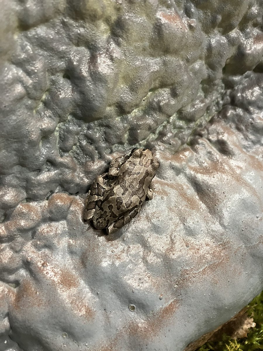 asahiyamazoo1's tweet photo. 本日のアマガエル🐸
#旭山動物園 #asahiyamazoo
#アマガエル #Japanesetreefrog https://t.co/KHcbfGFc8R
