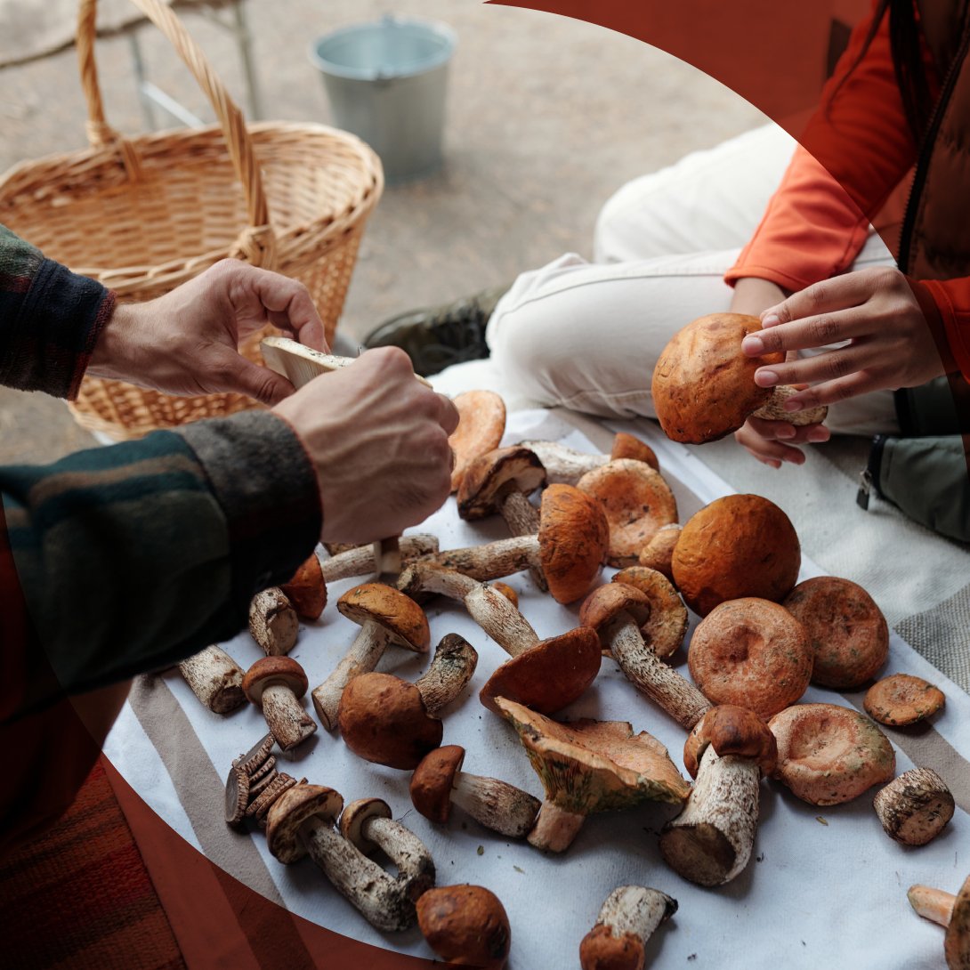🧺¿Sabías que para recolectar #setas necesitas más que una cesta? En muchas zonas se requieren permisos para asegurar una recolección responsable. Los más habituales son⬇️

🍄‍🟫Permisos recreativos
🏬Permisos comerciales
🧪Permisos científicos

Más info➡️ mycotour.es