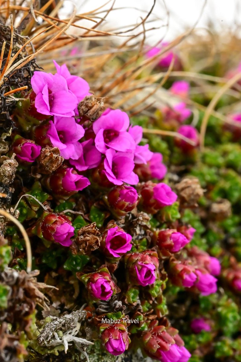 Travel_2Romania's tweet photo. Saxifrage #Saxifraga species are also found in the #BucegiMountains of #România, a popular destination known for its dramatic limestone peaks,alpine meadows,&rich biodiversity.
In the Bucegi Mountains, part of the Southern #Carpathians,saxifrages thrive in rocky, high-altitude https://t.co/SL6m85bpIW