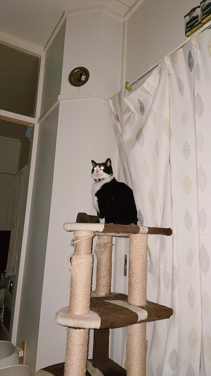 猫愛好家出品 Amazon | PURLOVE 【法人割引】2025年新モデル キャットタワー