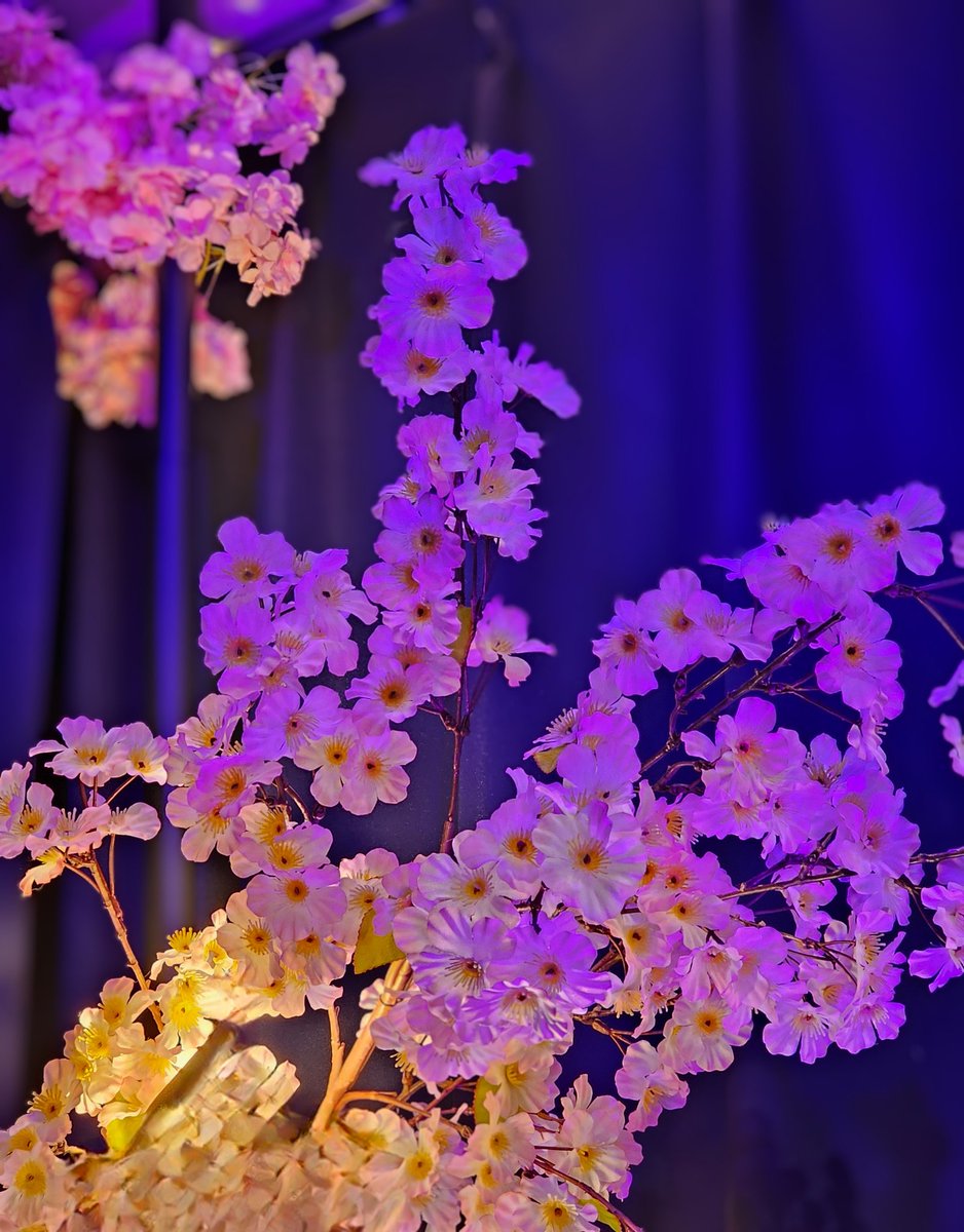 b7otEQck6p53258's tweet photo. #お花見ライブ夜桜の部 会場は夜を思わせる照明でとっても良い感じです✨🌸
セットリストもバラード多めで…🫶💕
もう少し桜の余韻に...🌸🌸
#studioWith
#大野瞬
#6月11日バースディワンマン 
#神楽坂天窓 https://t.co/k5bQVyygd4