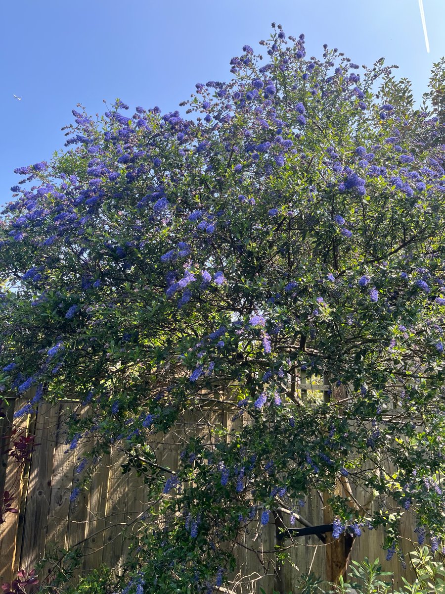 vincentmoss's tweet photo. California blue lilac, bluebells and the smoke tree all coming through as the camellia bows out. Roses next. https://t.co/nHZ58XGaC9