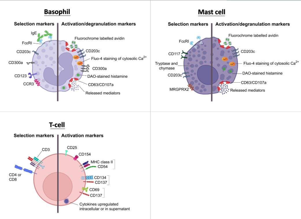 Free Access: Flow Cytometry-Assisted Analyses of Individual Human Basophils, Mast Cells and T Cells in the Diagnosis of Immediate Drug Hypersensitivity: A Review. First author: Jessy Elst; corresponding author: Didier G. Ebo

Read the article here: doi.org/10.1111/all.16…

With