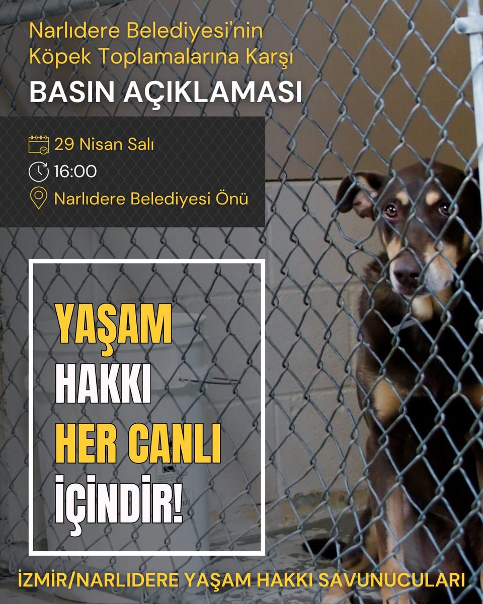 İzmir'de toplamalar durmak bilmiyor, Özgür Özel ve CHP sözünü tutmuyor ve köpekleri barınaklara hapsetmeye devam ediyor. Toplamalara karşı Narlıdere Yaşam Hakkı Savunucuları'nın çağrısı ile eylemdeyiz!
29 Nisan Salı günü 16.00'da Narlıdere Belediyesi önündeyiz!