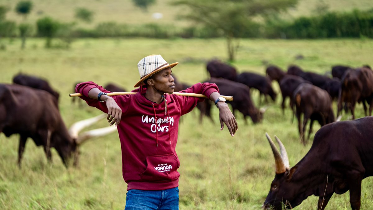 jokim256's tweet photo. Travel is an experience and in today’s world of modern travelers, delivering real value is more important than ever.

@emburara is one of those lodges that has stepped up to the challenge. Besides the luxurious cottages, swimming pool, fine dining, and other awesome amenities, guests are treated to an authentic Ankole cattle experience - from milking and milk smoking to herding, ghee making, bush breakfasts, and so much more.

Uganda’s tourism potential is just getting started. With continued innovation and creativity, there’s no doubt this country is on its way to becoming the leading destination on the continent.

#UniquelyOurs #ExploreUganda