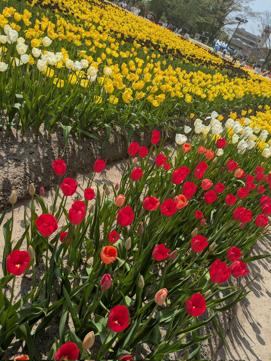 55ganache's tweet photo. 母のリクエストで砺波チューリップフェアに行ってきた🌷
風が強かったけど、お天気もよくチューリップも見頃で大満足😆母も沢山のチューリップを見れて嬉しそうでした🤗
これからも母を色んな所に連れてってあげたいな😺 https://t.co/SUhvb05gKJ
