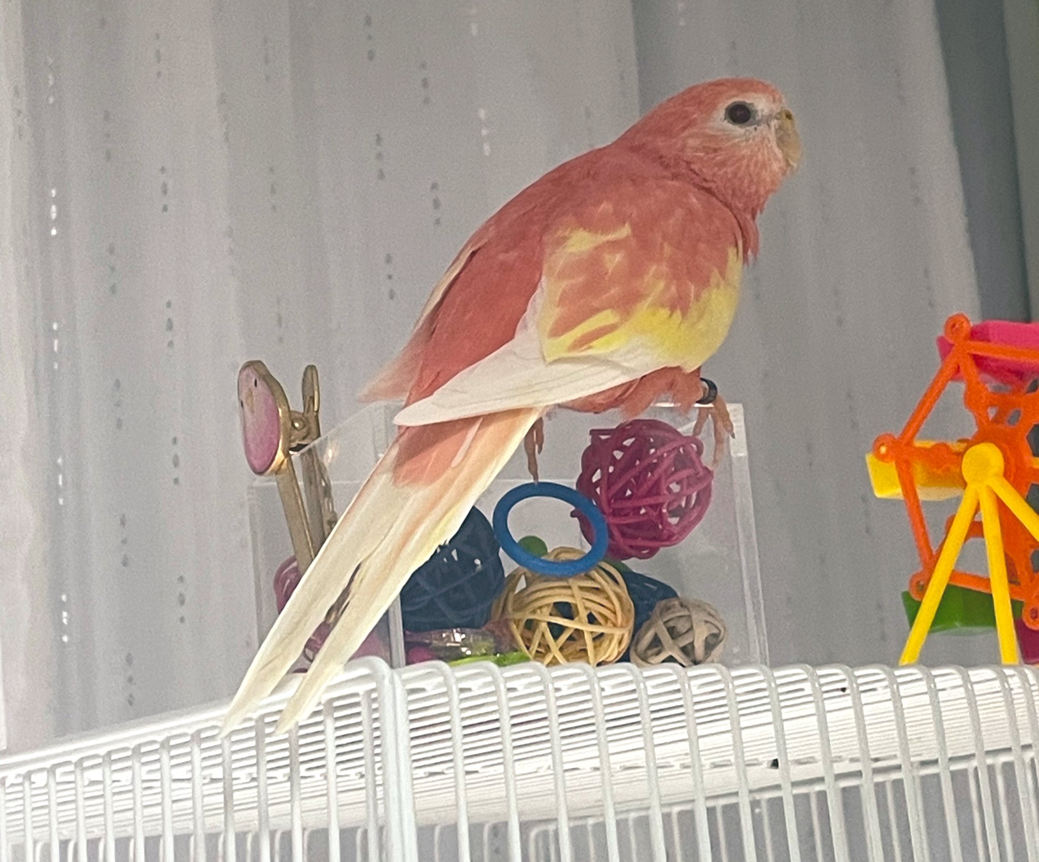 秋月栞帆🦜小鳥遊そら on X: 秋月栞帆🦜小鳥遊そら on X: