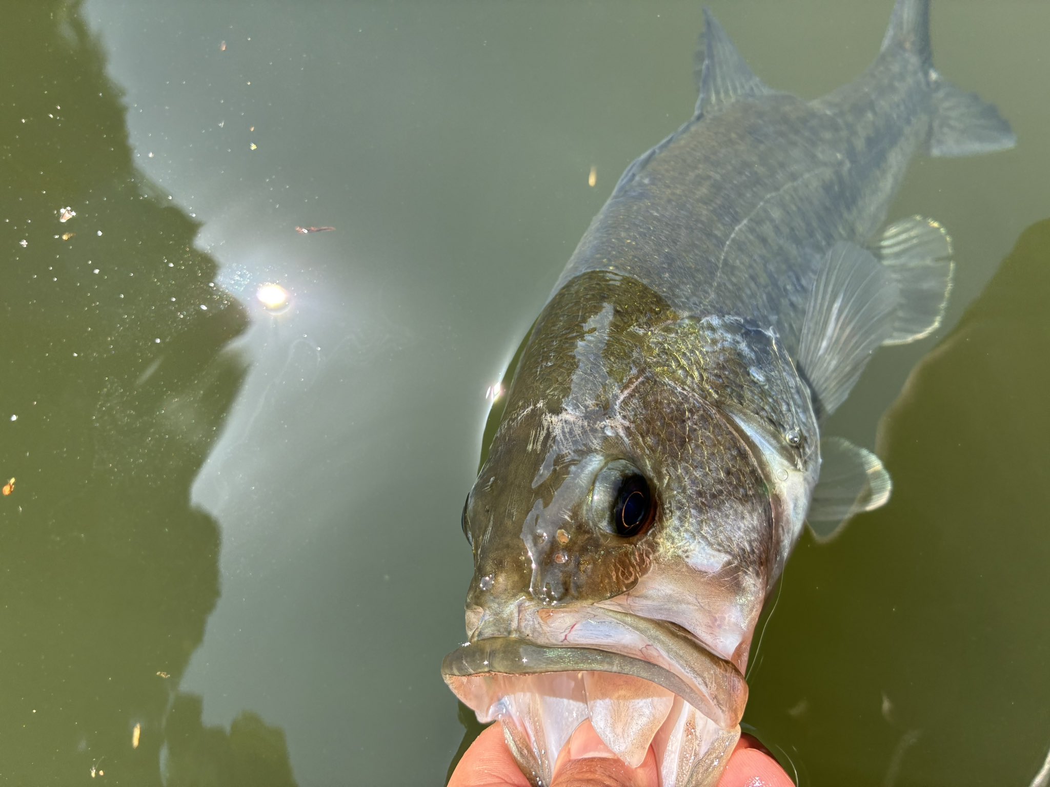 St. Croix Rods Japan (@StCroix_Japan) / X St. Croix Rods Japan (@StCroix_Japan) / X