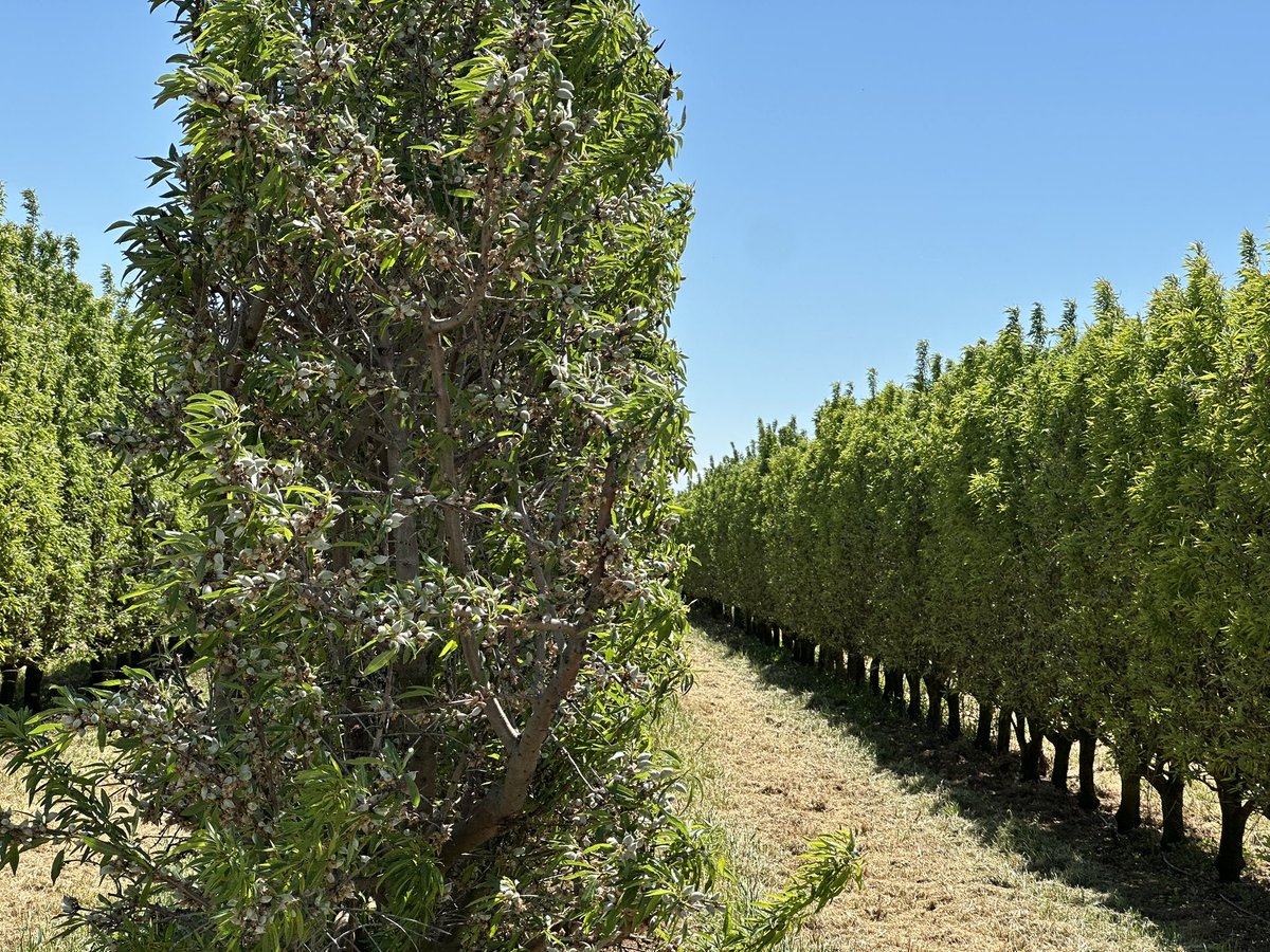 _elviverodeabel's tweet photo. La excelencia a la hora de gestionar una plantación en Seto de ALMENDRO https://t.co/W93yYmvQTx