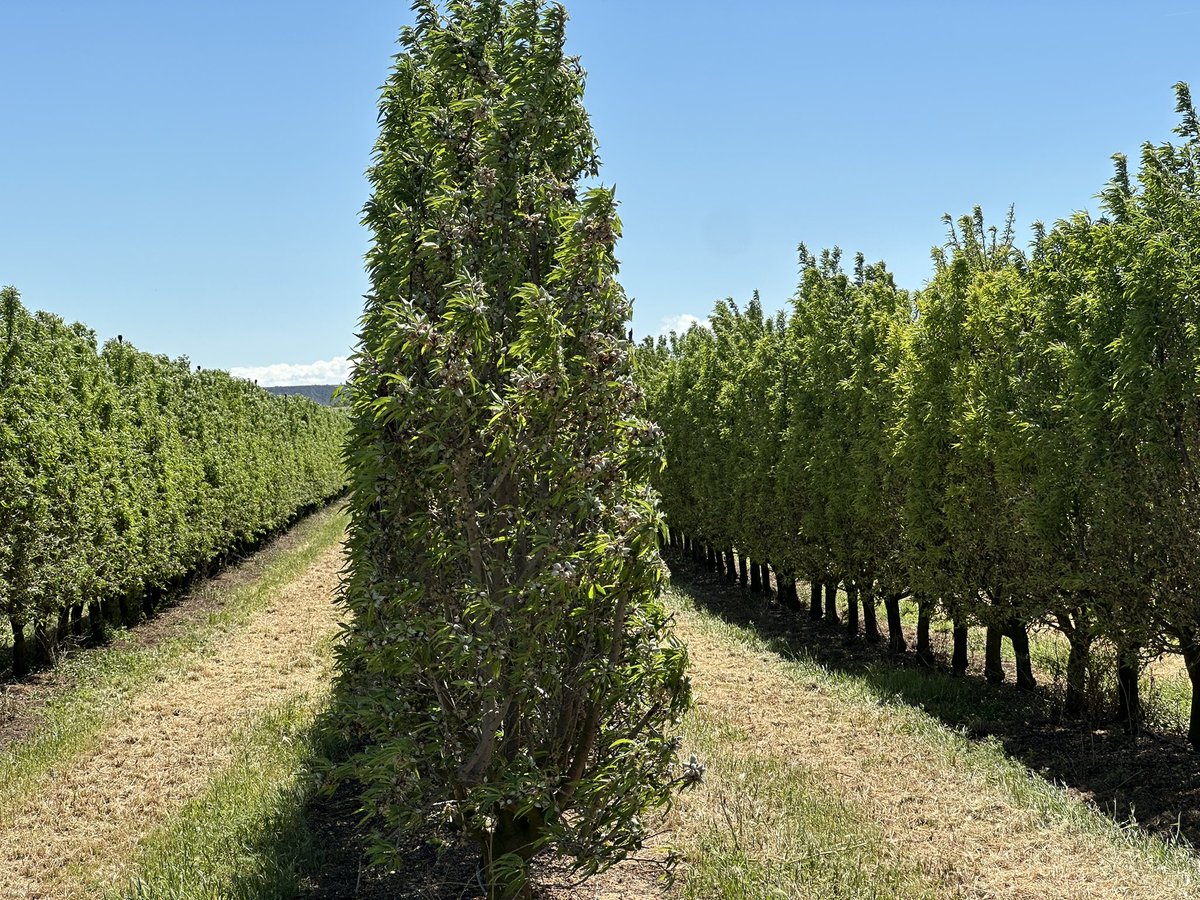 _elviverodeabel's tweet photo. La excelencia a la hora de gestionar una plantación en Seto de ALMENDRO https://t.co/W93yYmvQTx