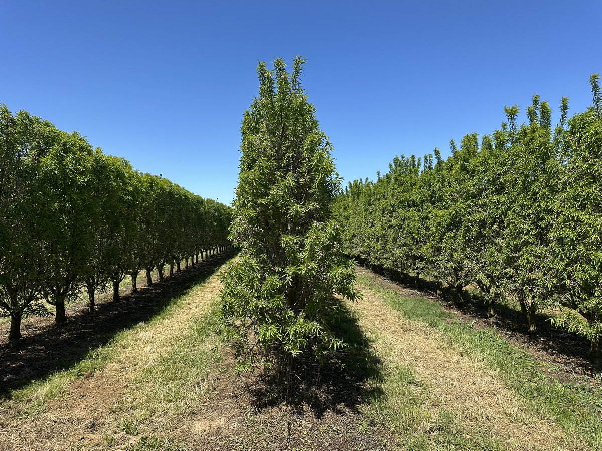 La excelencia a la hora de gestionar una plantación en Seto de ALMENDRO