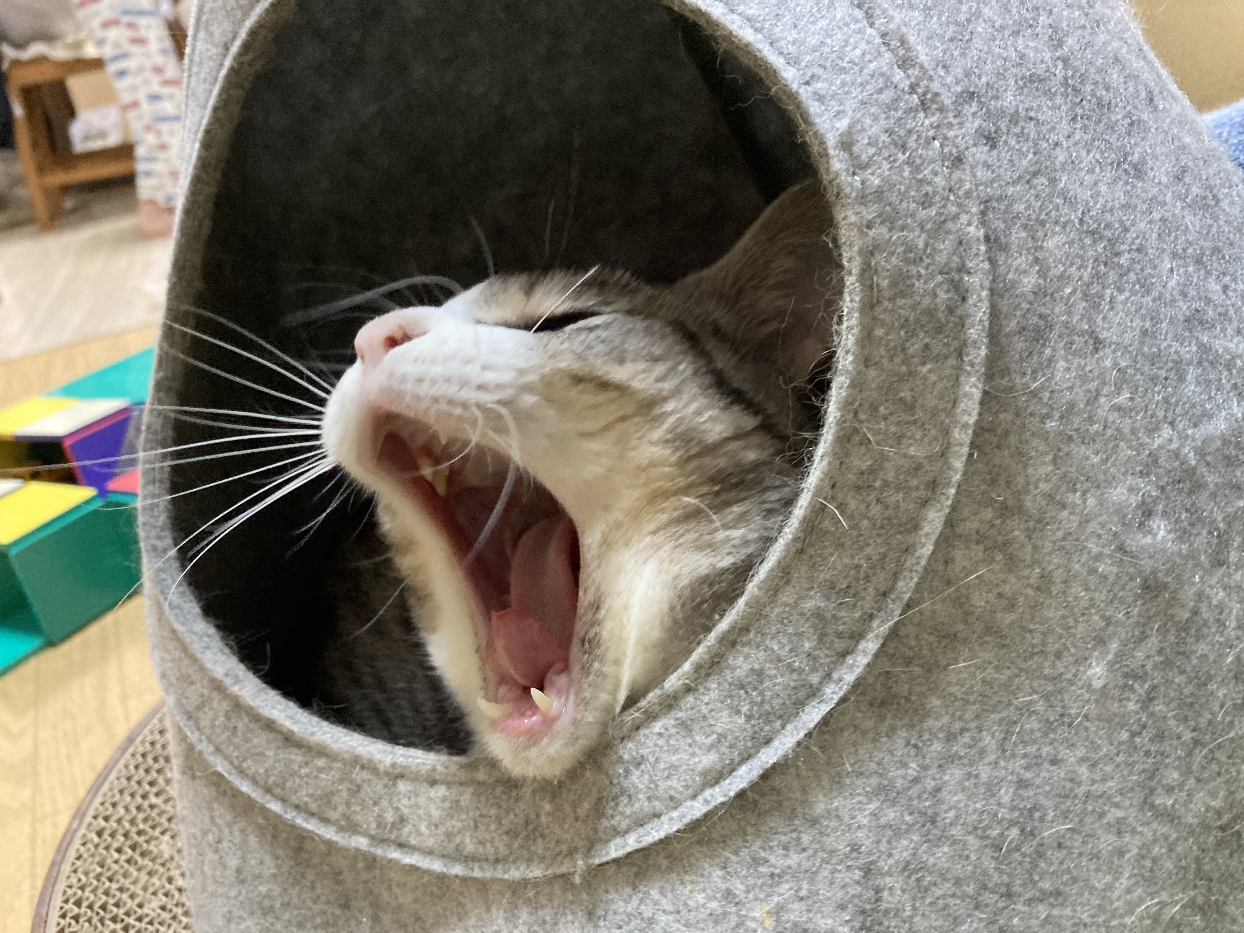 贅沢屋の こいもちゃん🐈 on X:  その他