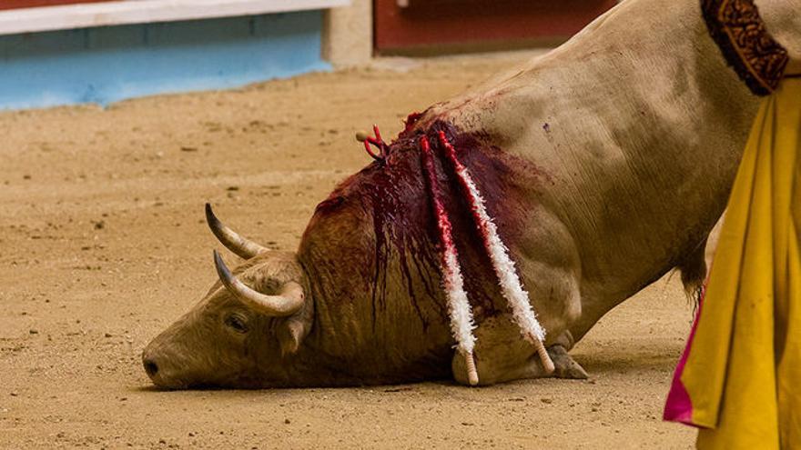dete2666's tweet photo. Las derechas tratan de impulsar los toros entre los niños pese a las recomendaciones de la ONU.
La tortura animal como espectáculo es una degradación de la condición humana.
#torosNo #NoalosToros https://t.co/xFXZZ9xPwj
