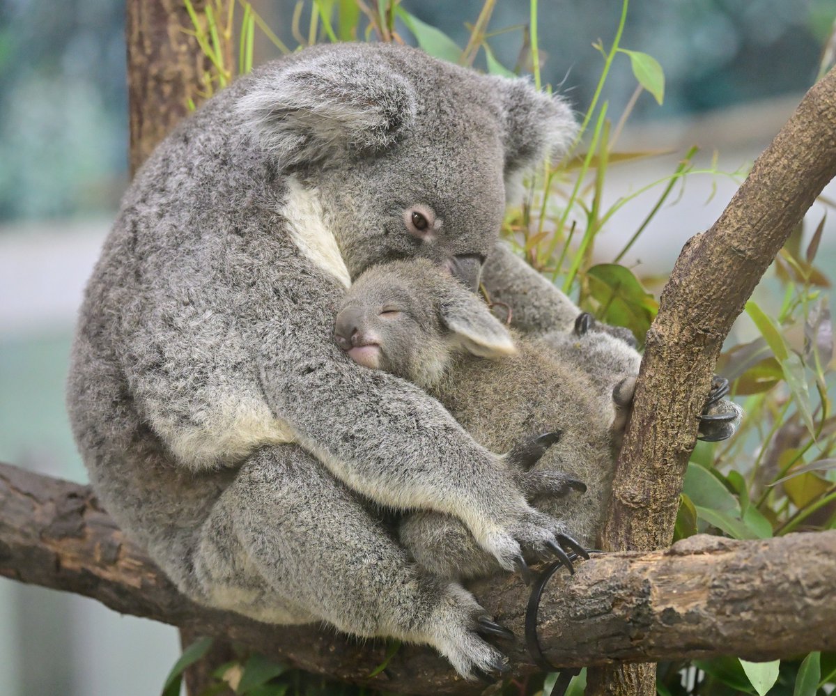 尊い🥹
#平川動物公園 
#コアラ