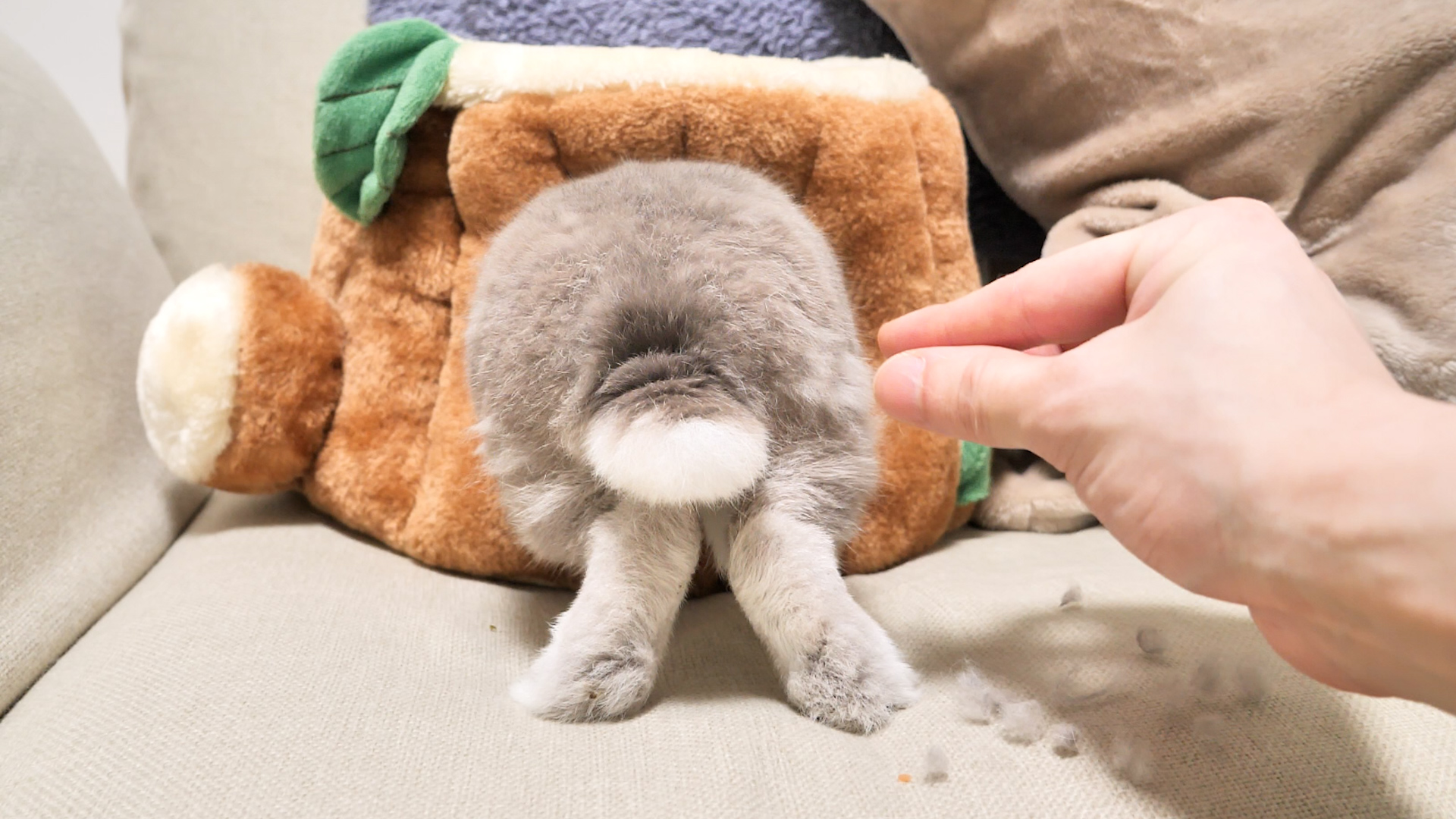 Watch a horror movie with a rabbit - YouTube
