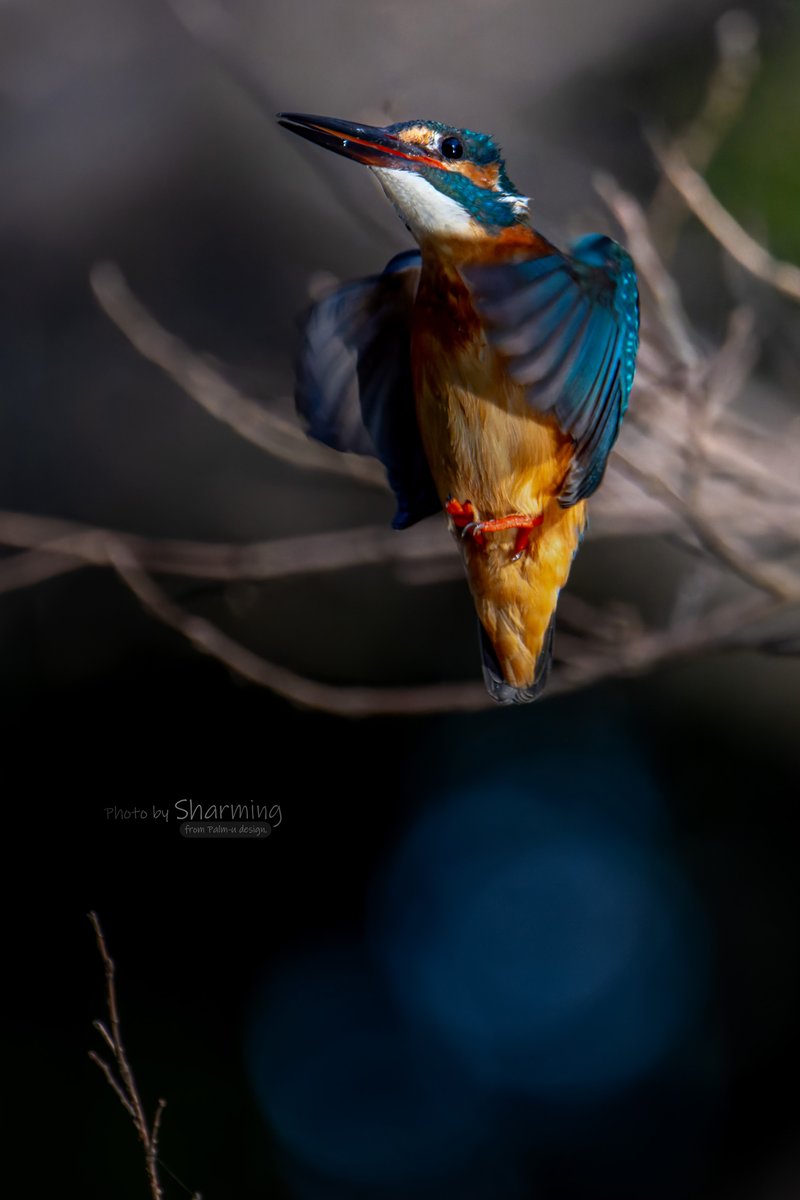 『小さく前にならえ』

#カワセミ #Kingfisher 
#α1 #SEL100400GM #SEL20TC