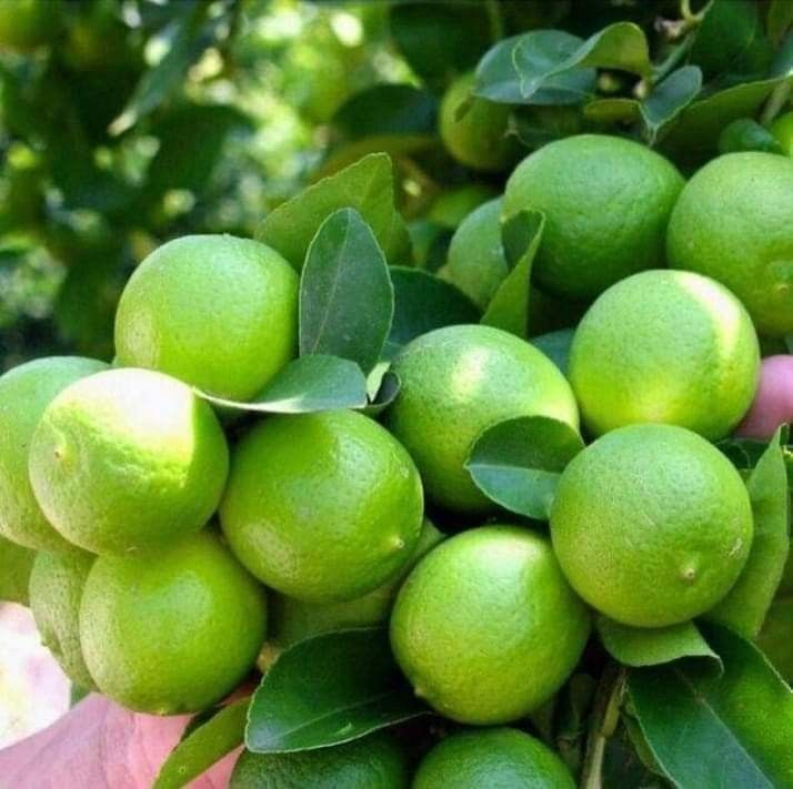 jesus_osorior's tweet photo. El limón es uno de los mayores aliados de la salud.

Pero en los últimos 50 años, su consumo ha caído un 40%...

Por eso encontré 8 formas respaldadas por la ciencia para aprovechar todo su poder natural: 🧵 https://t.co/RW0w3Vfqhk