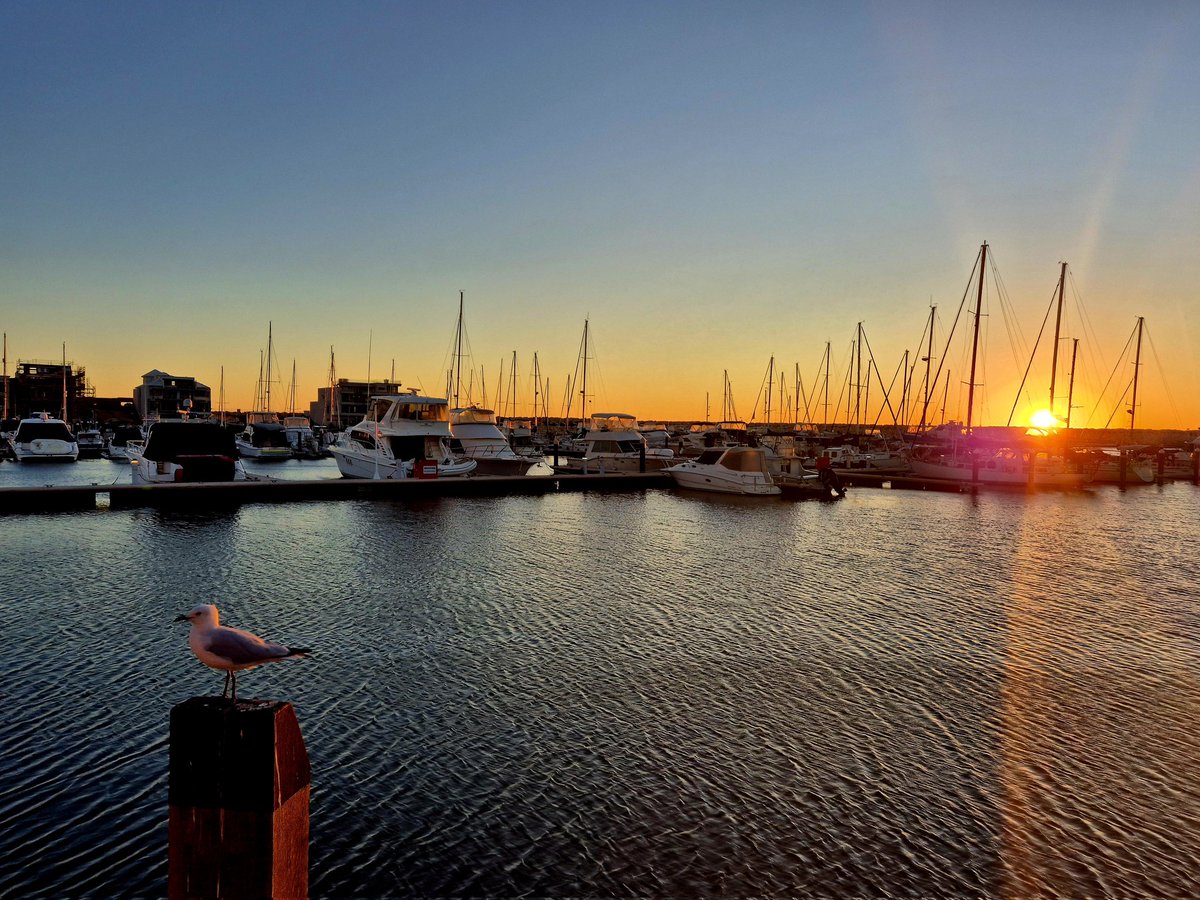 Perth1969's tweet image. Sunset and a shitehawk