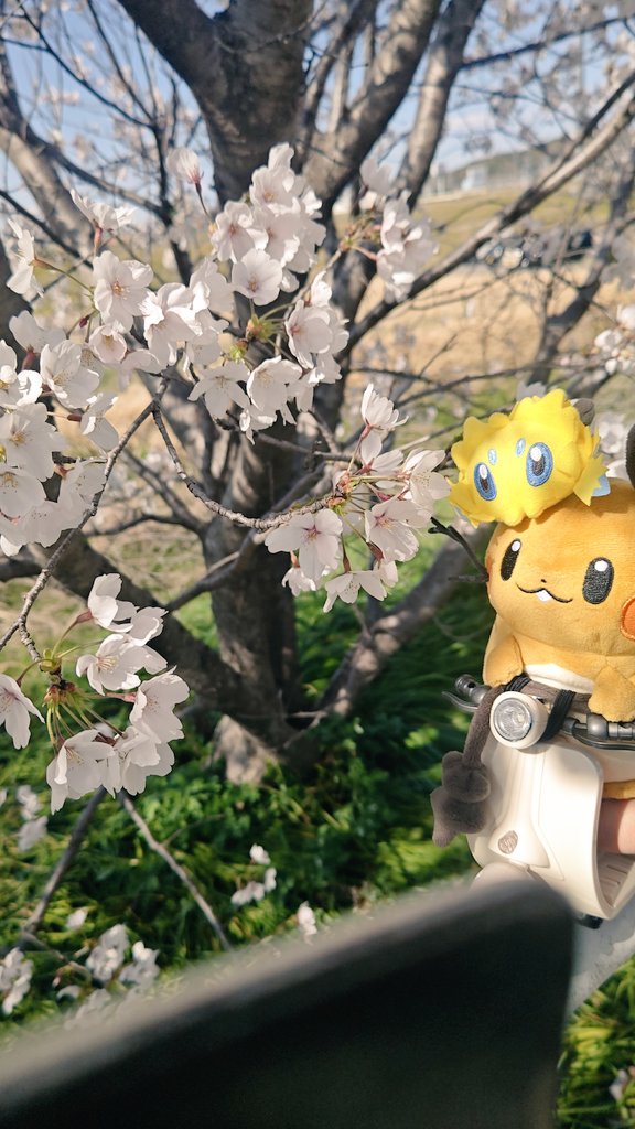 Zkbr_Dedenne's tweet image. #ポケぬいトレーナーの自己紹介
三栄デデンネのデデ様中心に色んなポケぬいの写真や動画を投稿してます😊

#ポケぬいバイク部
私や色んな人のバイク動画や写真が沢山有ります！

#一言デデ様
デデ様と自由に筆談するコーナーです！

イタズラ好きなポケモン達に振り回される様を楽しんで下さい！！