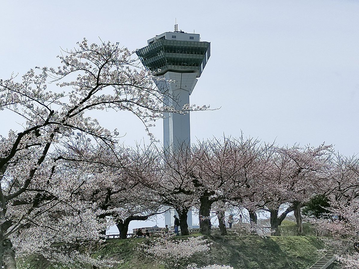 WebwriterC's tweet image. 函館の五稜郭公園に桜🌸を見に行きました😮
#函館　#桜　#五稜郭