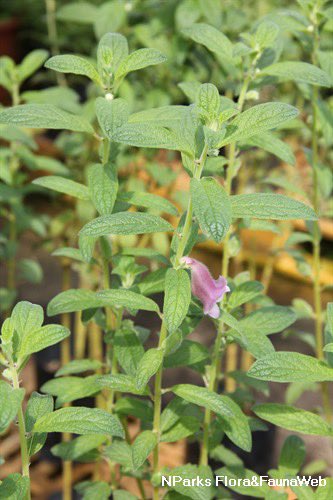 Black sesame; one of the best plants that reverses premature hair greying.