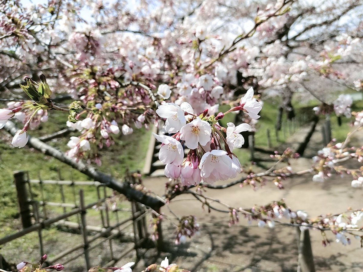 WebwriterC's tweet image. 桜🌸綺麗でした😮
#函館　#桜　#五稜郭