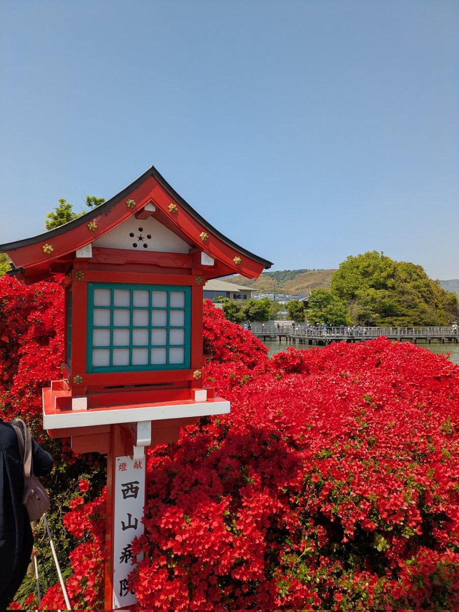 candoki's tweet image. 長岡天満宮
キリシマツツジが真っ赤でキレイ
見頃だった！