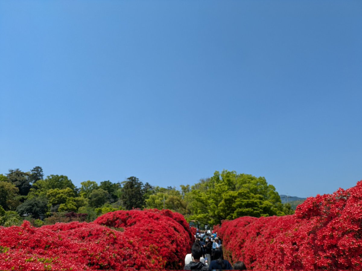 candoki's tweet image. 長岡天満宮
キリシマツツジが真っ赤でキレイ
見頃だった！