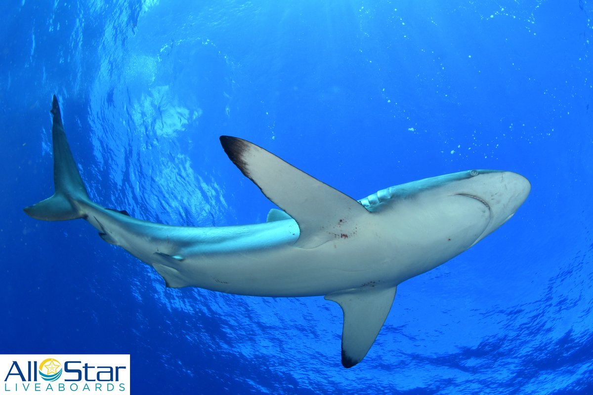 Shark Sunday!

~Cuba

#allstarliveaboards #cuba #JardinesdelaReina #GardensoftheQueen #caribbean #scuba #liveaboard #buceo #underwater #underwaterphotography