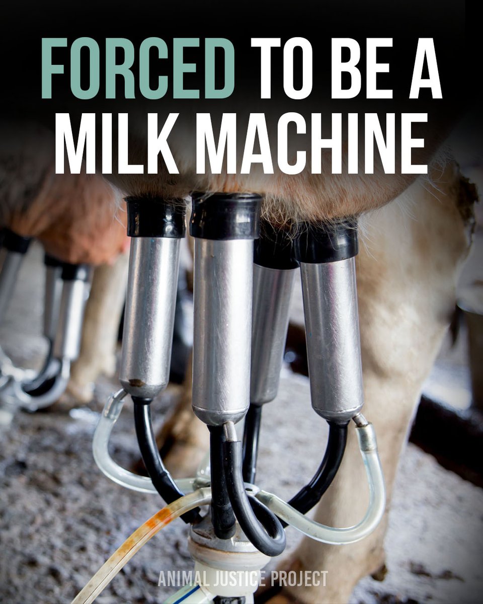 ajpReact's tweet image. 💔 She is not a machine.

In the dairy industry, cows are forcibly impregnated, have their babies taken from them, and are milked relentlessly — usually until their bodies give out. Then, they are slaughtered 😢

#DitchDairy #DairyStillKills #AnimalJusticeProject