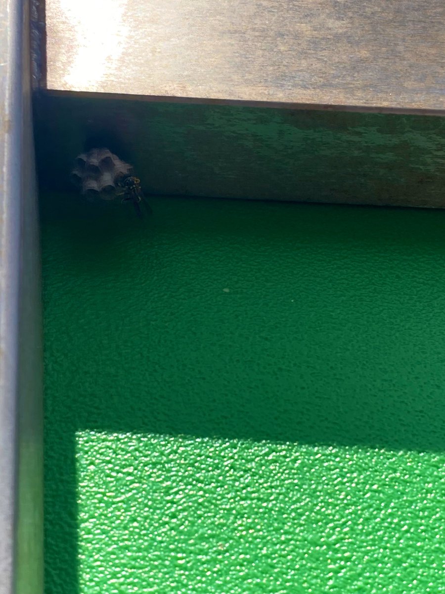 felixdiazhdez's tweet image. A tener en cuenta por @aytolalaguna_es Avispero en interior de parque infantil de #Bajamar construyéndose en uno de los juegos. Convendría retirarlo. @policialalaguna @24bajamar @vecinosbajamar