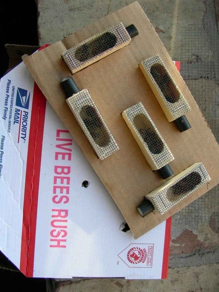 Never having hung around country post offices much, it came as a surprise to me that it’s legal to stick stamps on a brood of newborn Rhode Island Reds or a colony of stinging insects and pop it in the mail. From "Snail Mail," by Anita Rafael, Vol. III #vermont #rural #bees