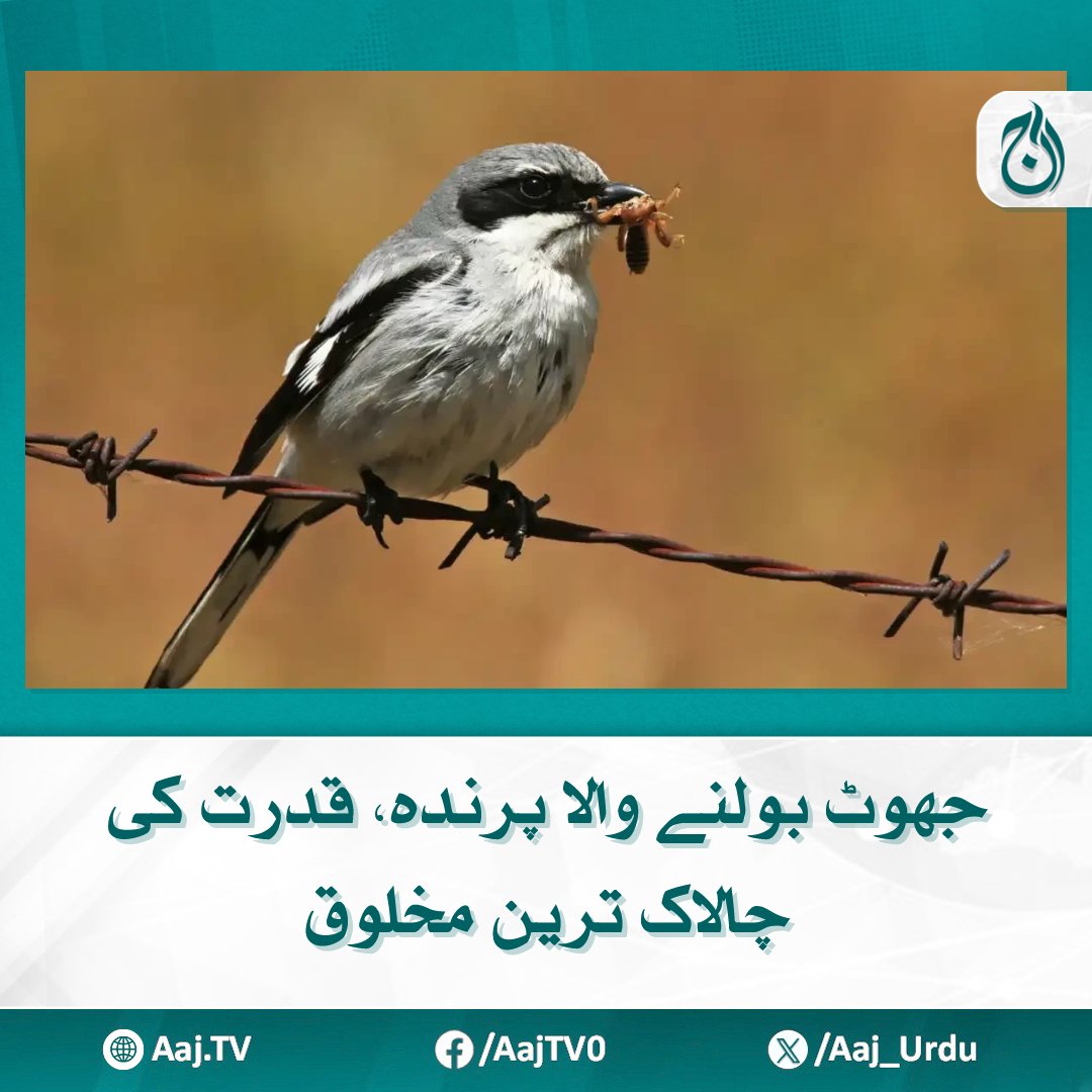 Aaj_Urdu's tweet photo. یہ اپنے شکار کو کانٹوں یا خار دار جھاڑیوں میں لٹکا کر رکھتا ہے تاکہ بعد میں کھا سکے
مزید پڑھیے: https://t.co/yJKy4yj2qv
#AajNews #LyingBird #Nature #CleverCreature #Prey #Thorns #Bushes #Birds #NaturalWisdom https://t.co/wJ7dWJnxqc