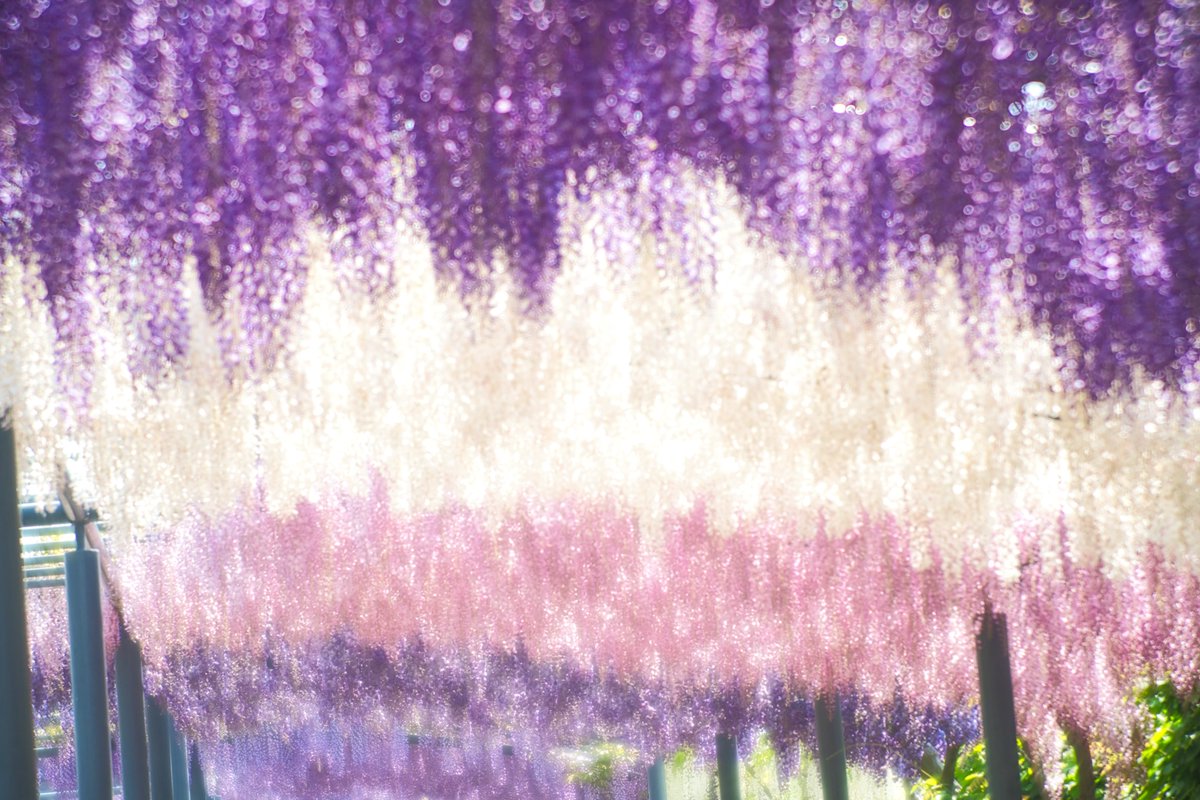 ああぁぁぁ。
綺麗