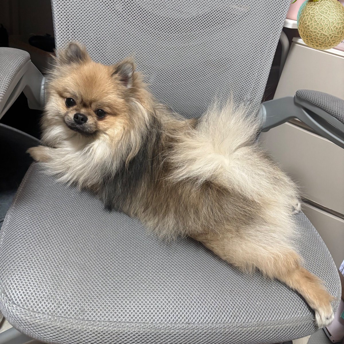 そうそう、そうやって大人しくしててね…

#ポメラニアンのいる暮らし 
#犬のいる生活