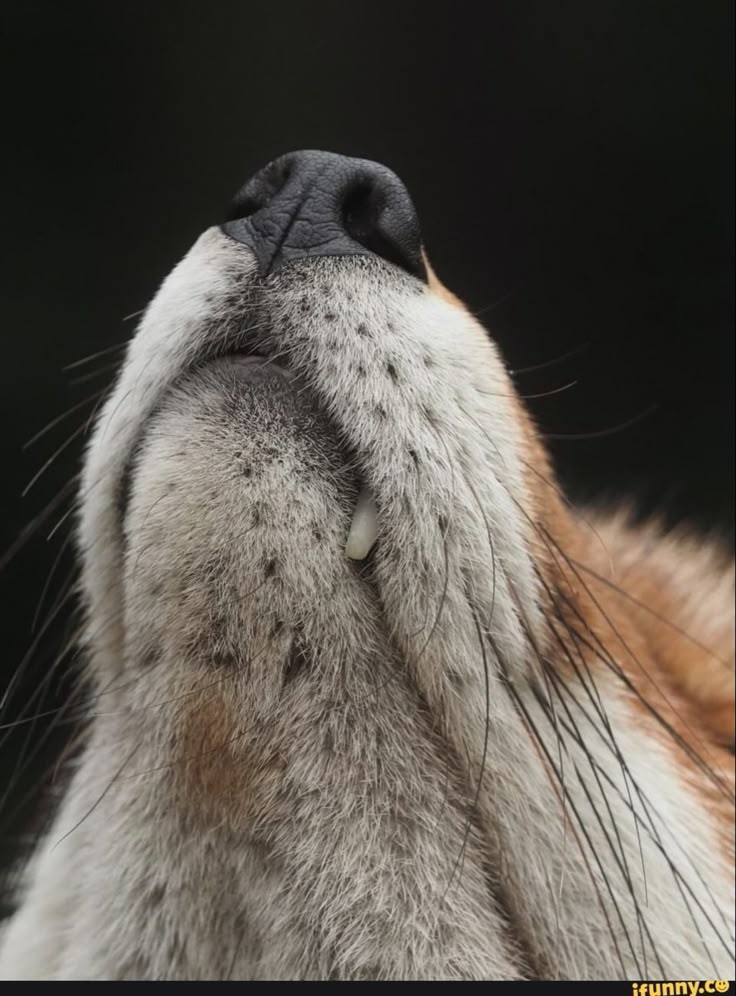 🍁 𝓣𝓱𝓮 𝓕𝓸𝔁 𝓛𝓲𝓯𝓮 🌾🦊 (@thefoxlife) on Twitter photo 