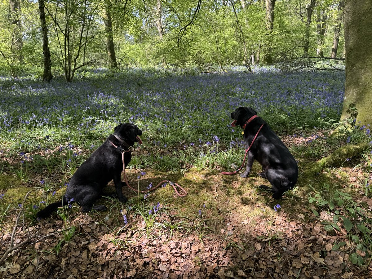 johnsonhoughton's tweet photo. And breathe. Beautiful walk through the woods. #bluebells #beautifulEngland #rural https://t.co/exUPk0YGei
