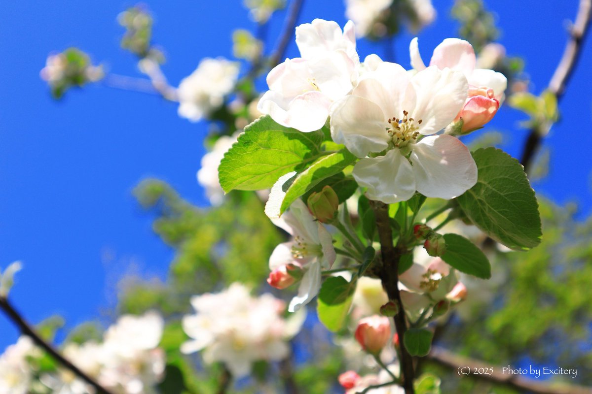 excitery's tweet image. #eosm200 #apfelblüte #fotografie #canon #picturestyles