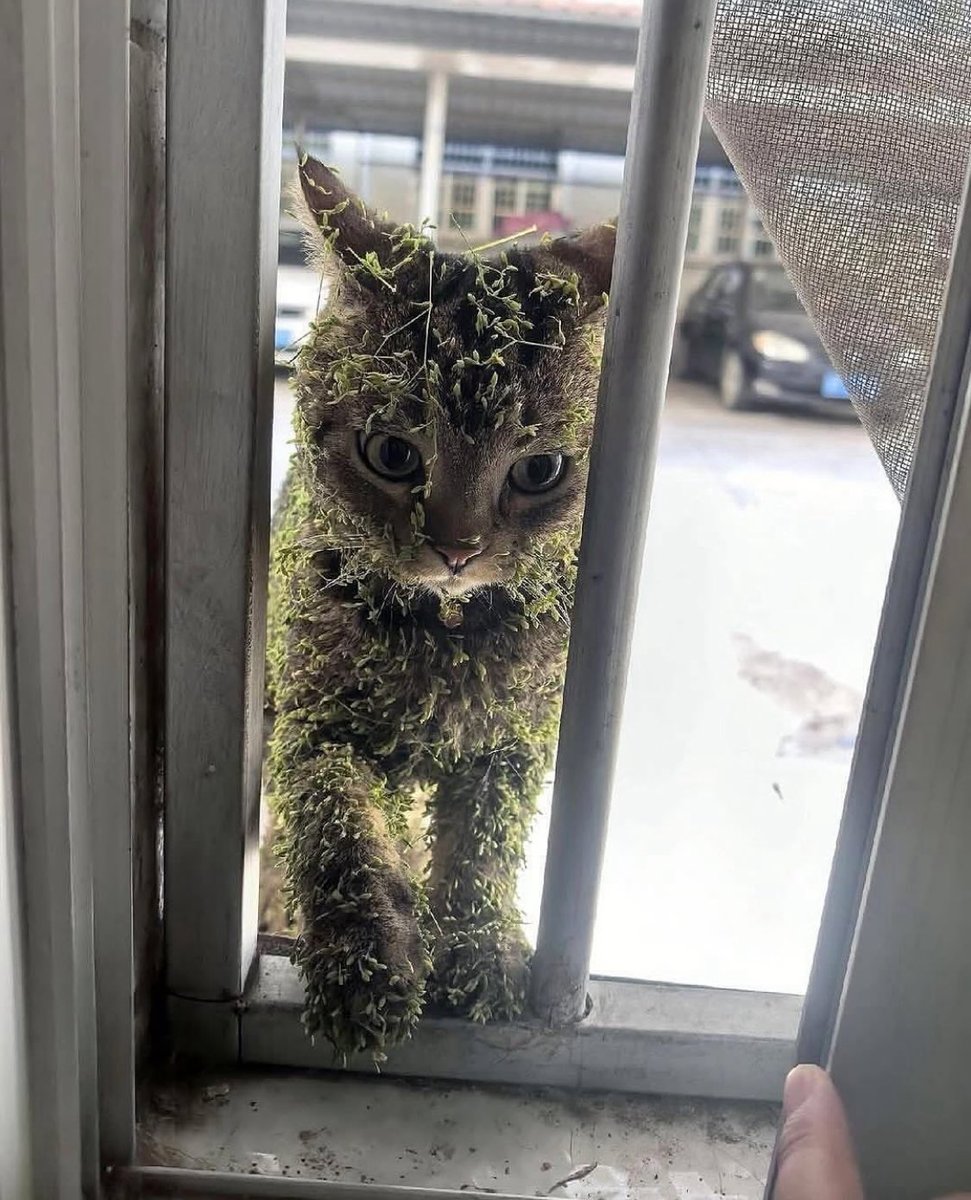 GrecoScythian's tweet photo. If a god appeared to you, at your window, would you have the inner energy and power to honor him and do his bidding in the world? https://t.co/iF7gTqvNPF