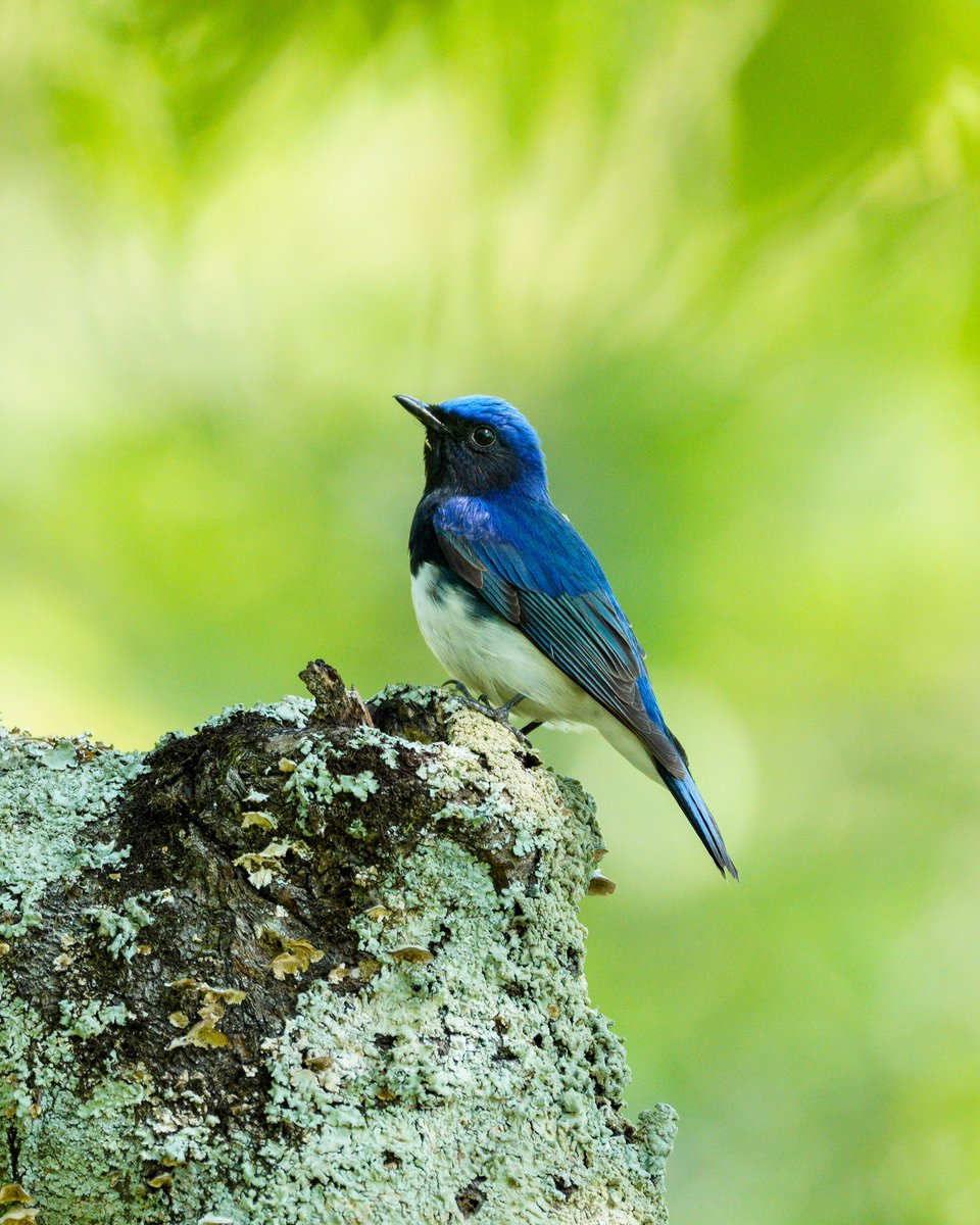 自分史上最高のオオルリが撮れました‼︎